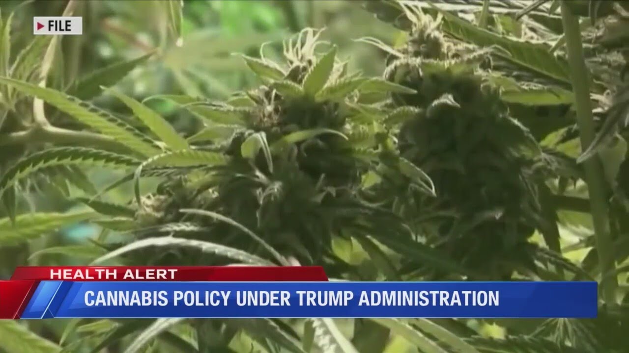 Cannabis policy under Trump administration