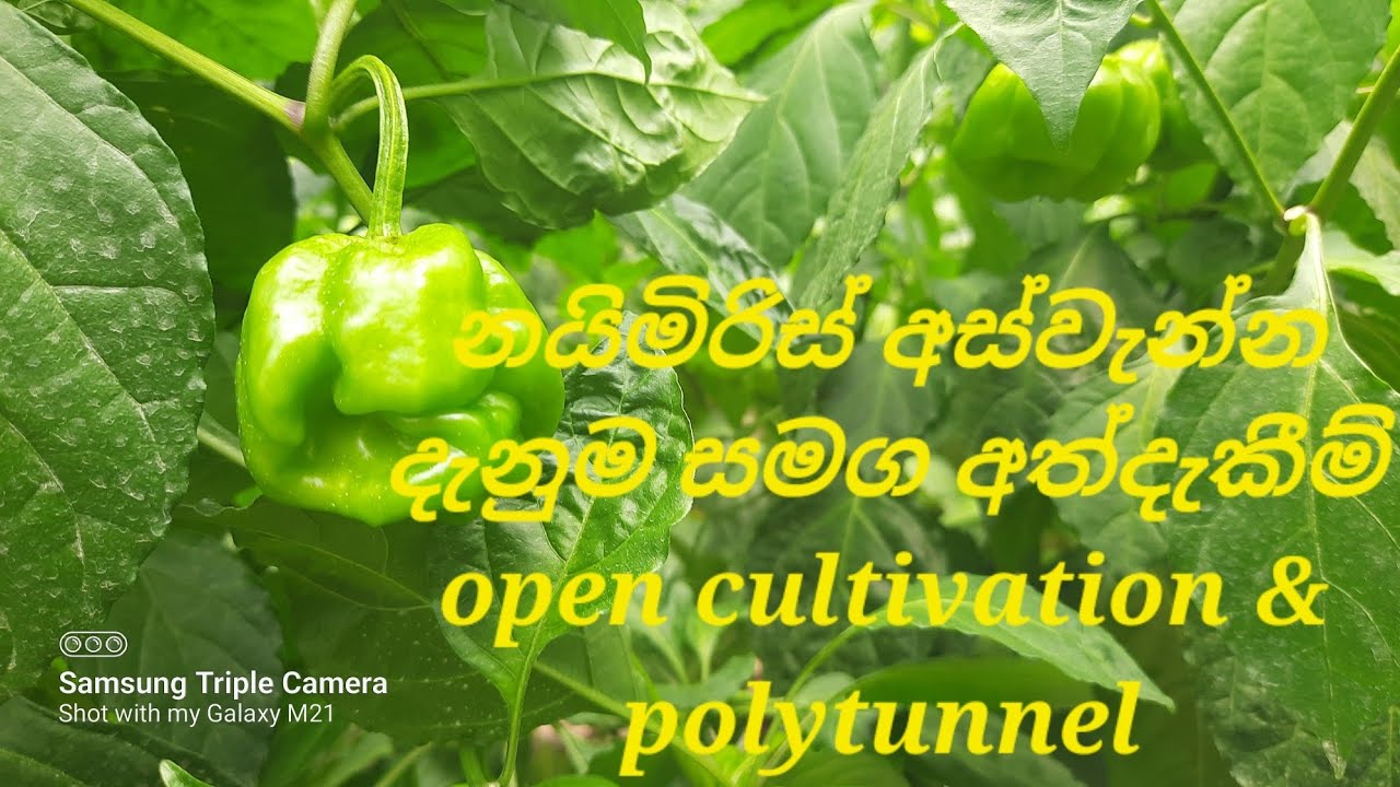 එරත්න dark green jumbo නයිමිරිස් ප්‍රභේදයේ අස්වැන්න, දැනුම හා අත්දැකීම් මෙම වීඩියෝවෙන් ලබාගන්න...