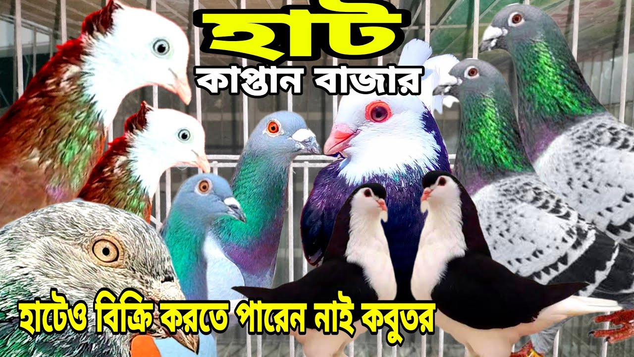 কবুতর হাটে বিক্রি না করে নিয়ে যাচ্ছেন কেন, কবুতরের দাম জানু্ন কাপ্তান বাজার কবুতরের হাট