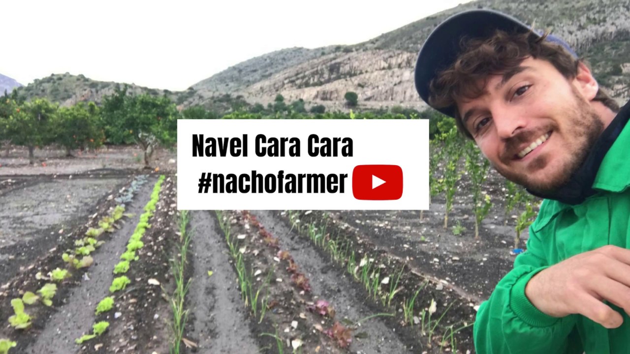 Naranja Navel Cara Cara. Características y beneficios.