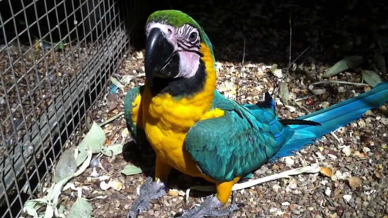 Playtime with baby Blue and Gold Macaws!