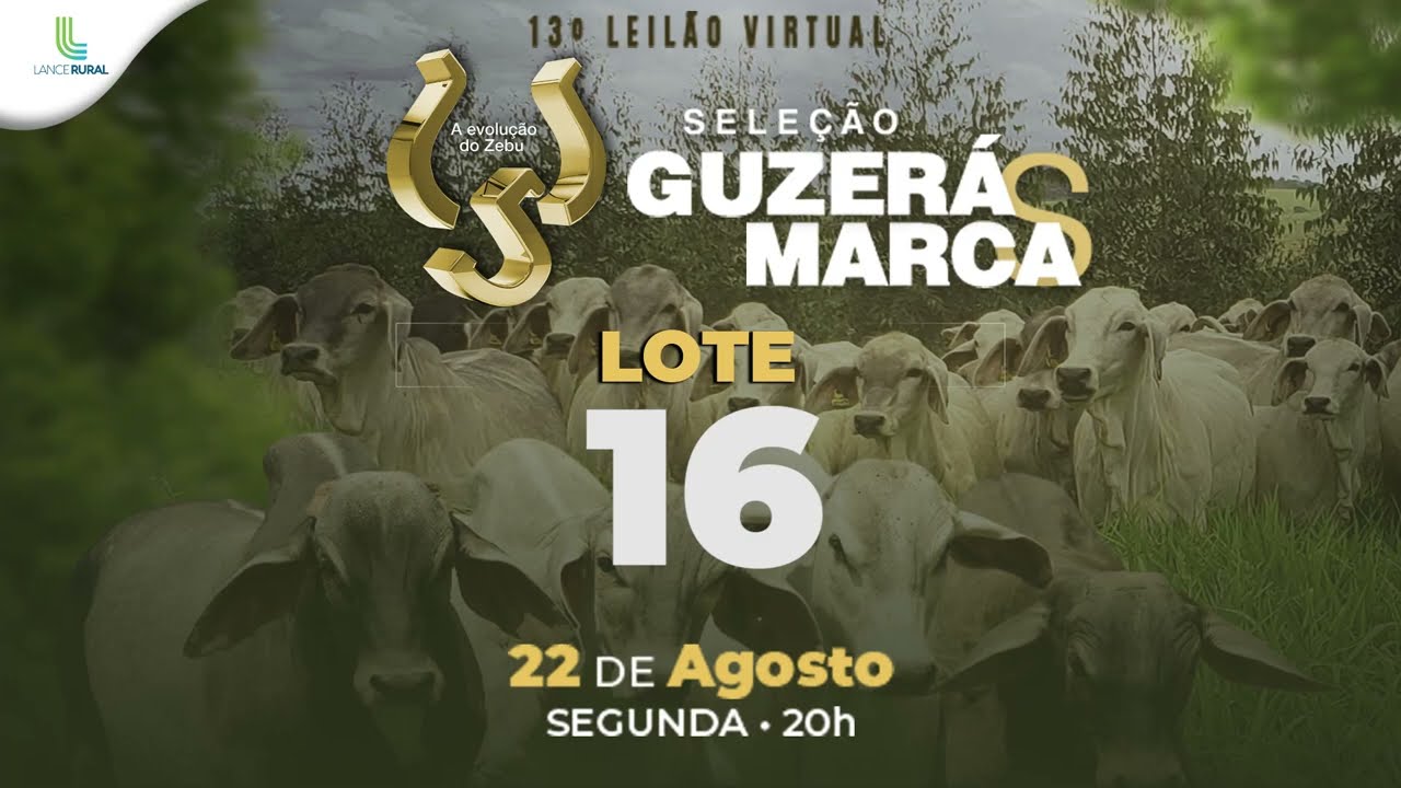 LOTE 16