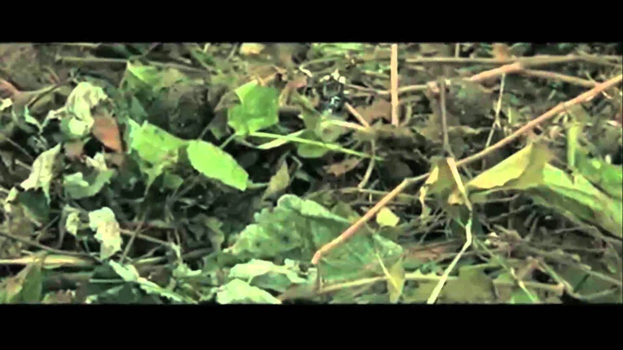 Off-Project Film - BATVAs 2011