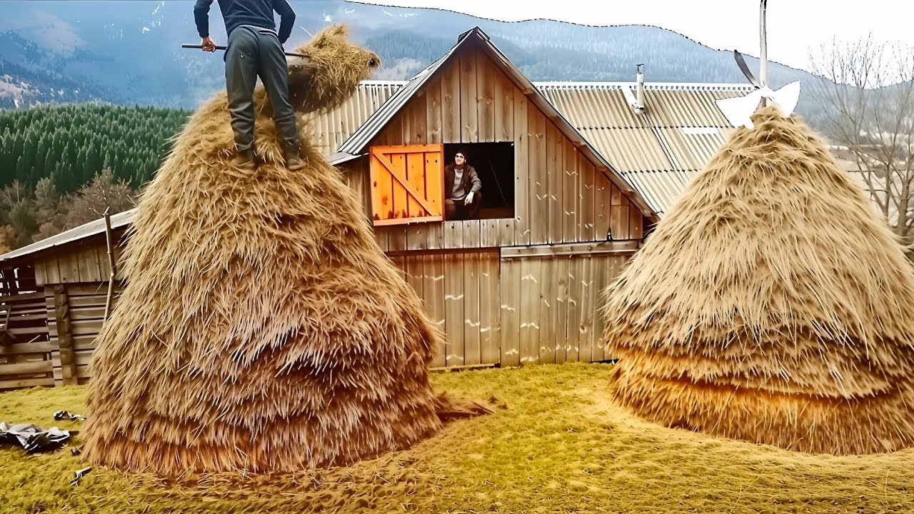 Mountain village: Birch sap harvesting, pasture fencing, and hay for cows. Rural work.🐄🌳🌻