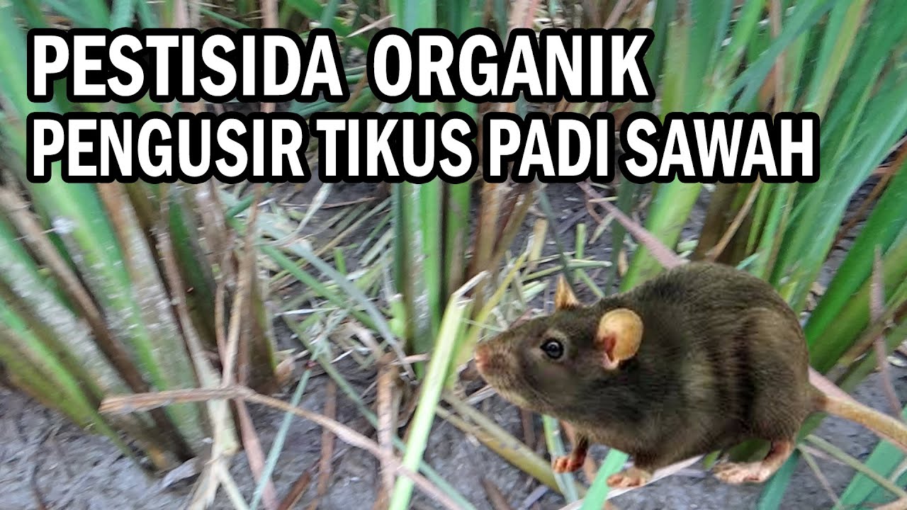 CARA MENGUSIR TIKUS SAWAH TERBUKTI AMPUH & KUAT DENGAN PESNAB INI