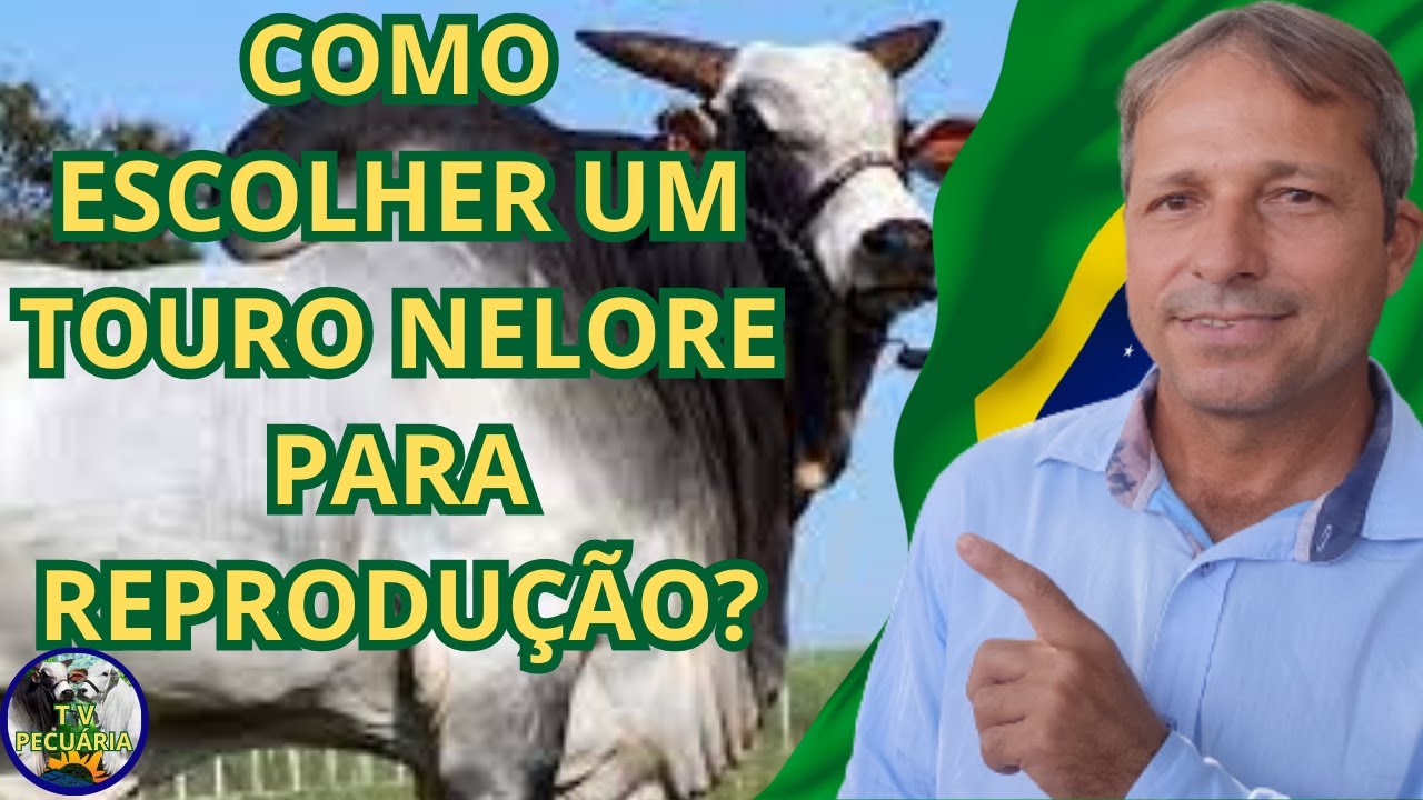 COMO ESCOLHER UM TOURO NELORE PARA REPRODUÇÃO?