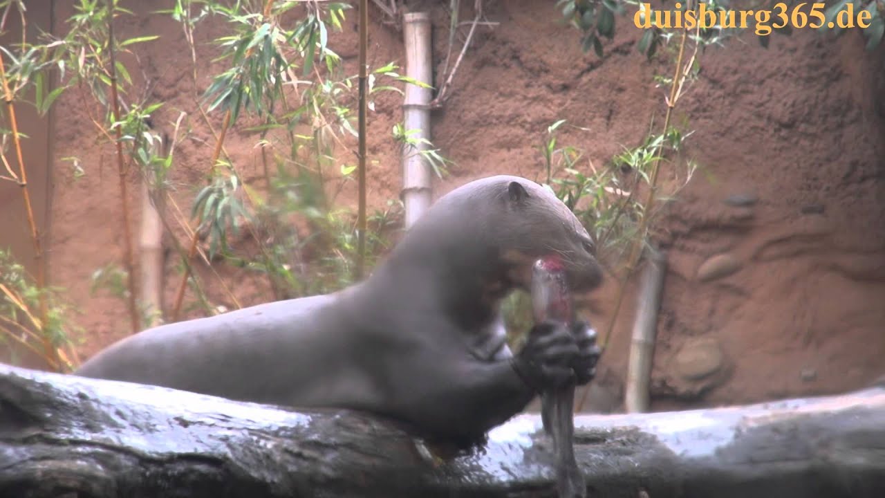Grossfamilie der Riesenotter im Zoo Duisburg - Gespräch mit Sandra Isenberg