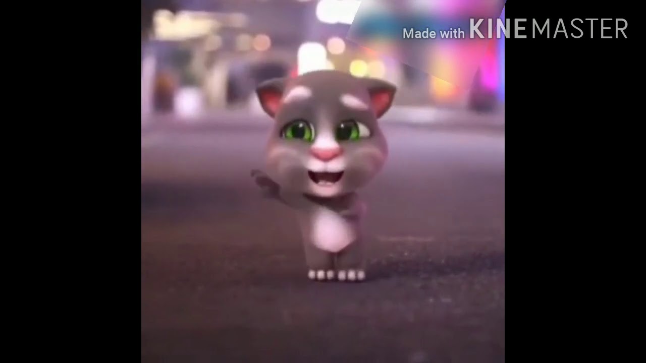 แมวเต้น ฉบับ​TOM