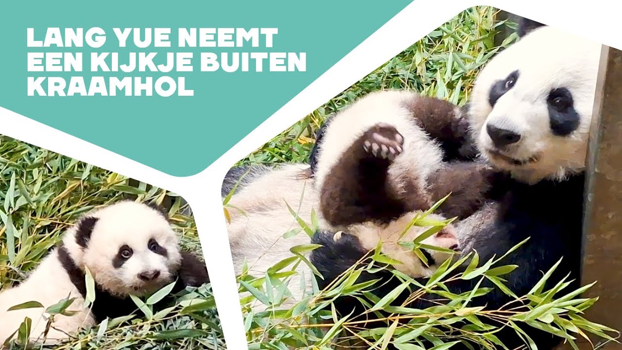 🐼 PANDAKRAAMHOLCAM #10- KLEURENBEELDEN LANG YUE! | Kraamholbeelden reuzenpandajong in Ouwehand 2024