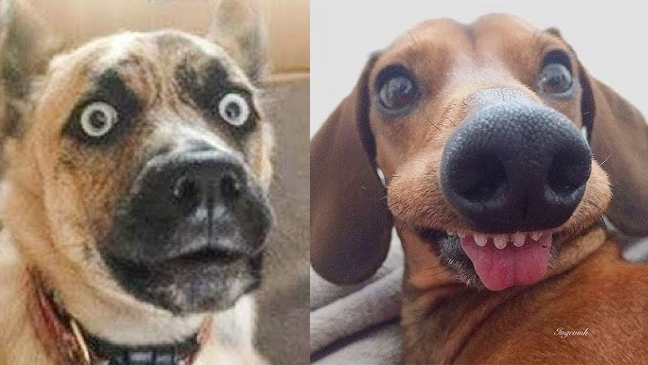 😂🤪 Безумные собачьи выходки: посмотрите, как эти собаки смешно проваливаются! 😆🐶