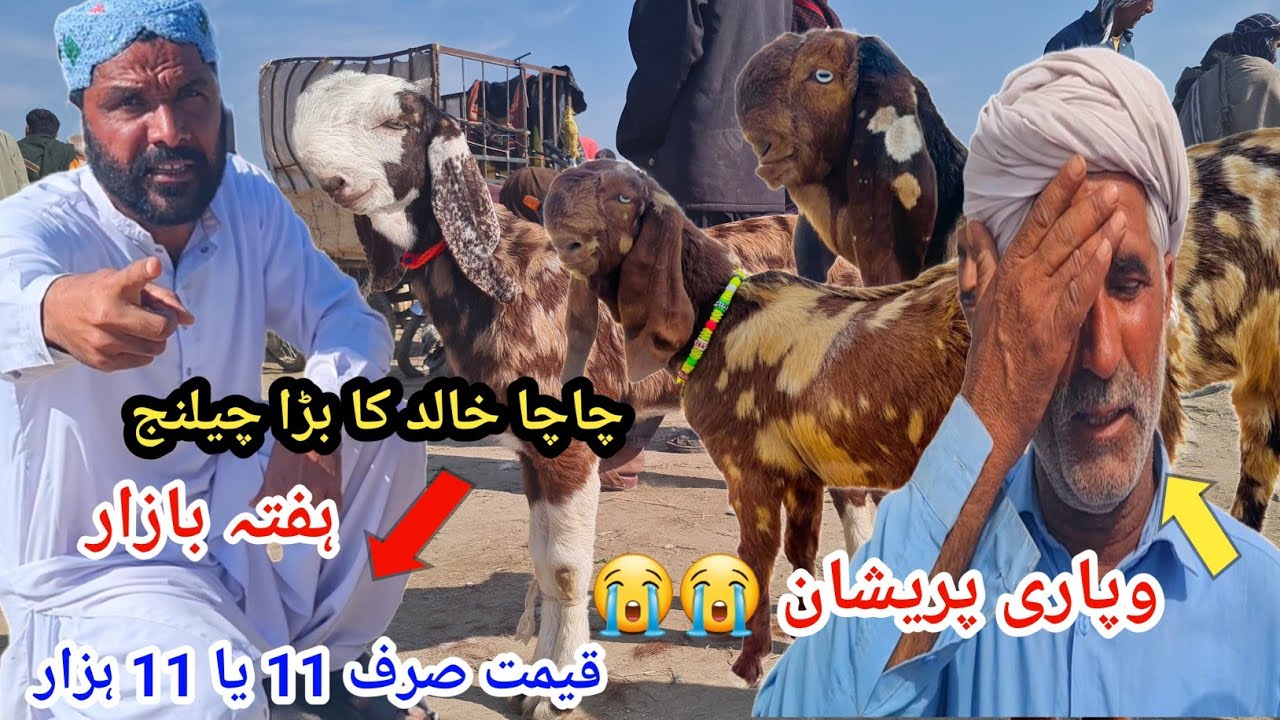 14 March 2026بکرا منڈی ڈیرہ غازی خان علی گوٹ فارم صرف 11 ہزار کال نمبر 03127009575