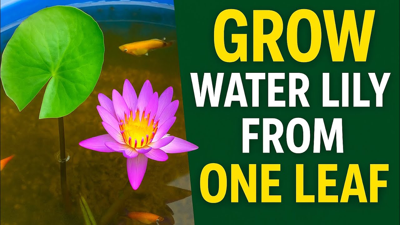 सिर्फ 1 पत्ती से लगाएं नई Water Lily | Rare Propagation Trick at Home 💧🌸