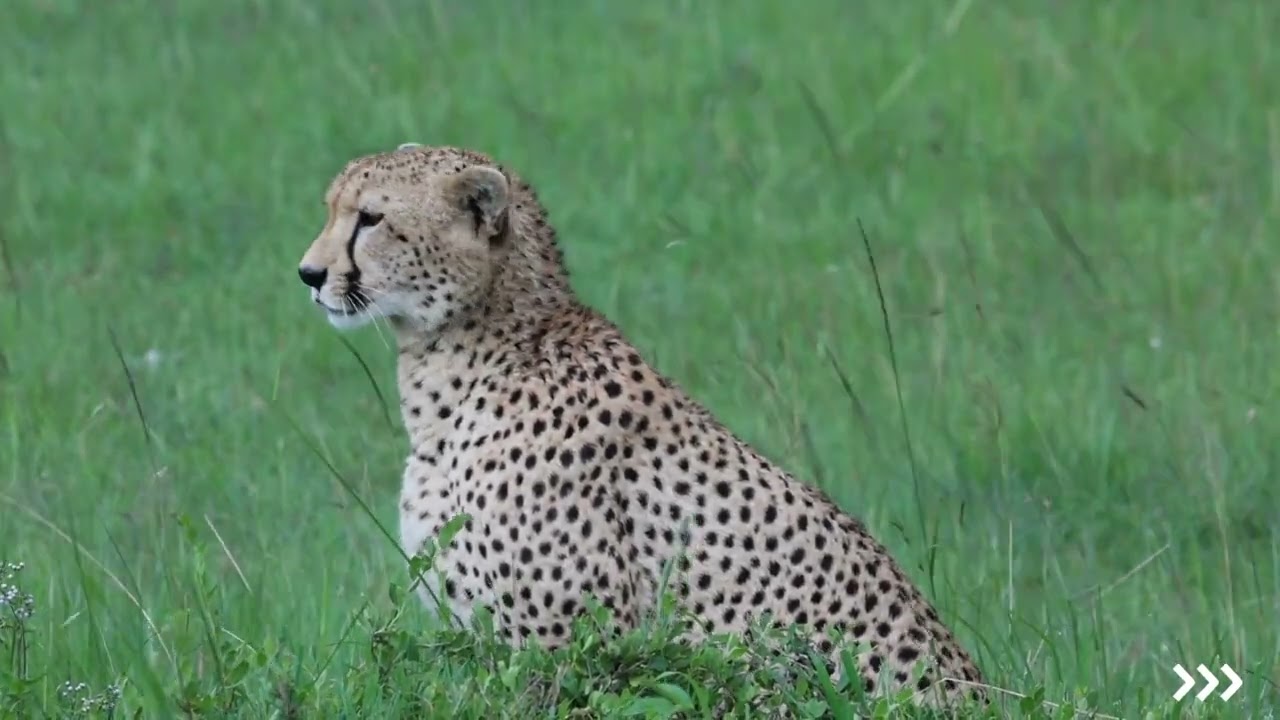 Best Of Kenya from WPG