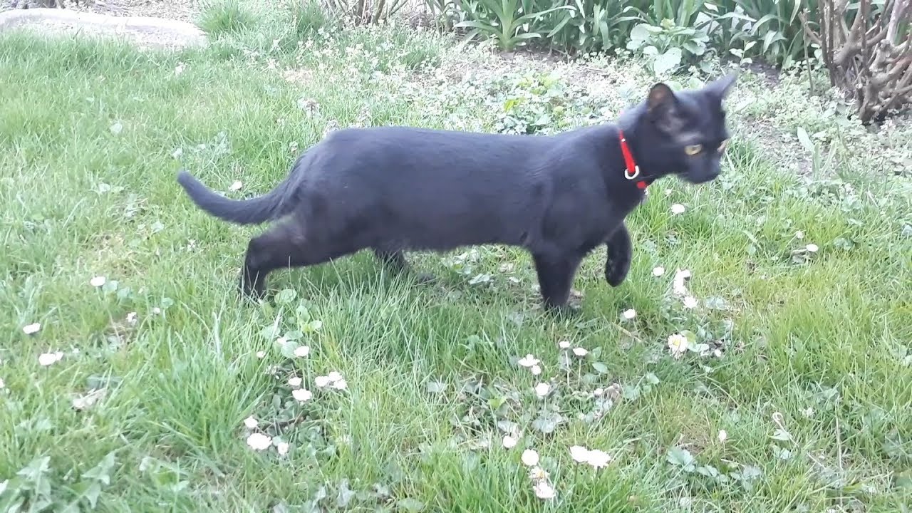 Neugierige Katzen, alles muss erkundet werden