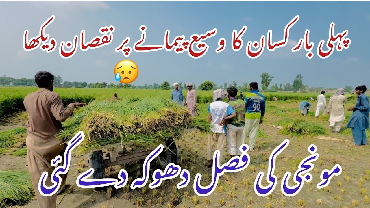 مونجی کی فصلی دھوکہ دے گئی!