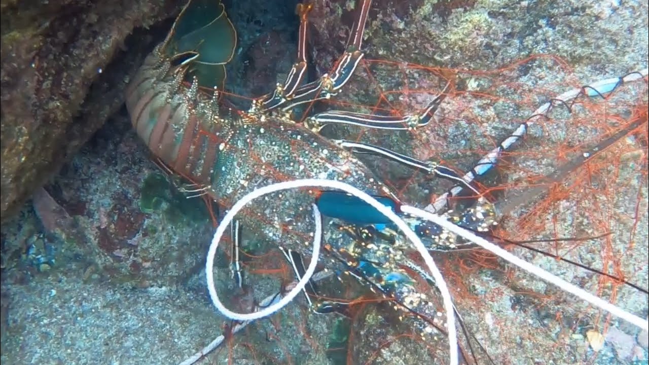 伊勢海老刺し網漁🦐