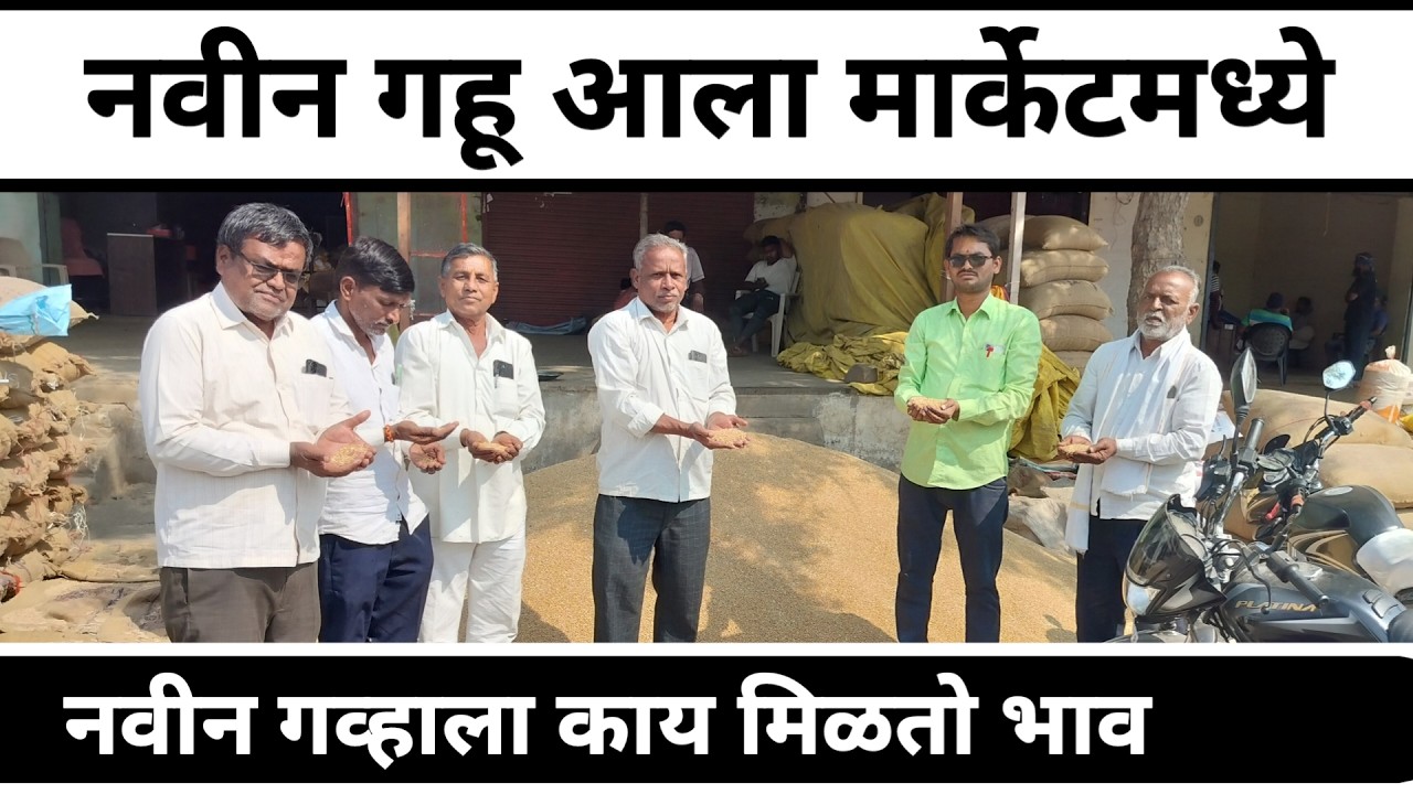 नवीन गहू आला मार्केटमध्ये || नवीन गव्हाला काय मिळतो भाव