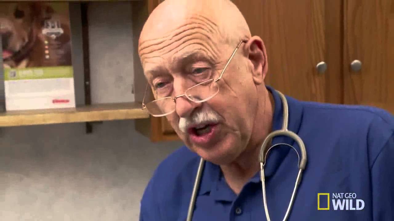 Feisty Squealer | The Incredible Dr. Pol - Animals Official