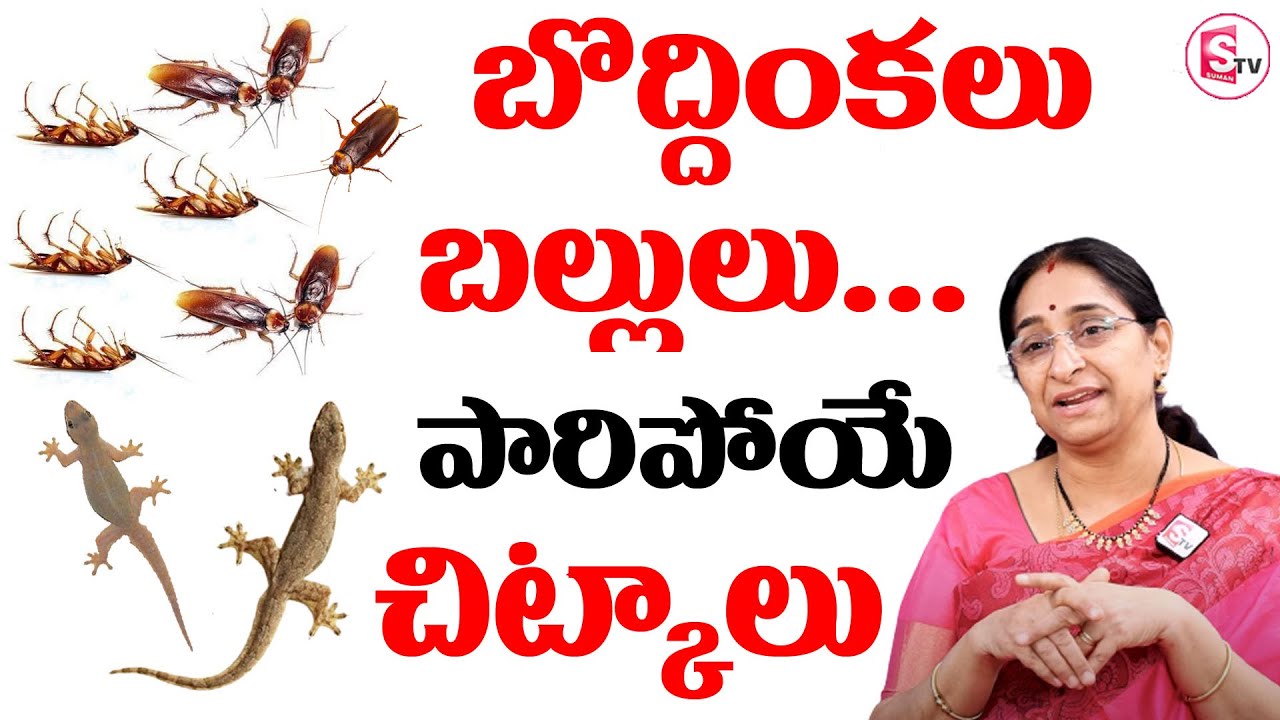 Ramaa Raavi - బొద్దింకలు బల్లులు పారిపోయే చిట్కాలు | How to Get Rid of Cockroaches Lizards | SumanTV