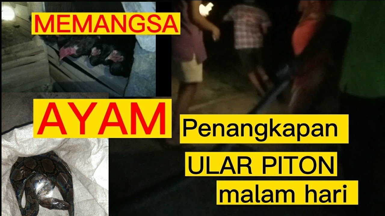 DETIK-DETIK ULAR PITON MASUK KANDANG AYAM