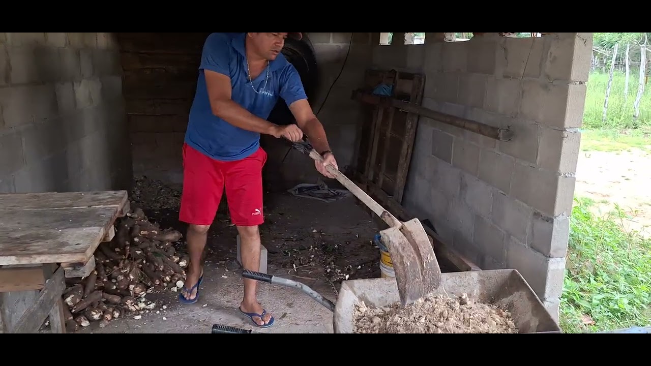 Almir  quebrano mandioca fazendo a ração pavaca🌴🐂🌵🐃🌲🌴🐂🌵🐃🌴🌴
