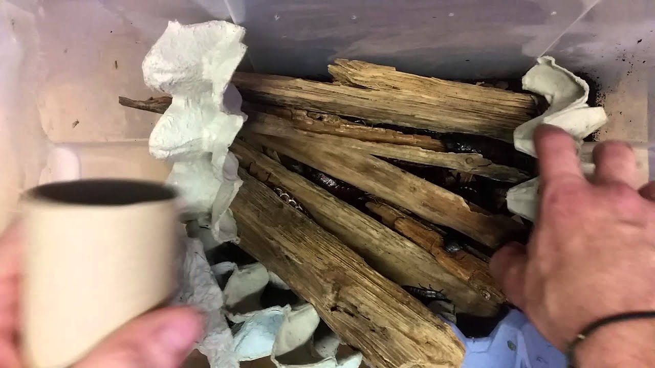 Hissing cockroach colony set up.