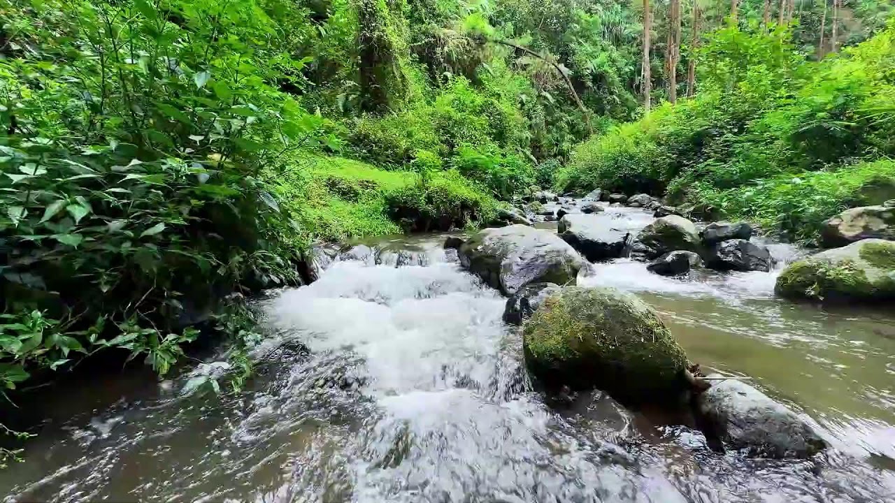 Peaceful river relaxation in calm green forest night guiding calm breathing into deep sleep mode