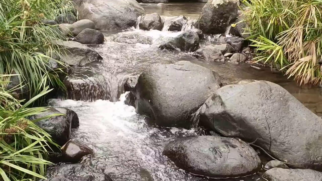 Forest River, Relaxing Nature Sounds l Sleep, Relax and Study Focus