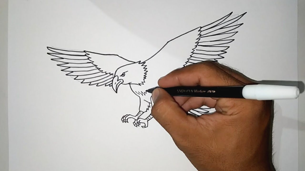 Cara Menggambar Burung Elang Untuk Pemula || How To Draw an Eagle