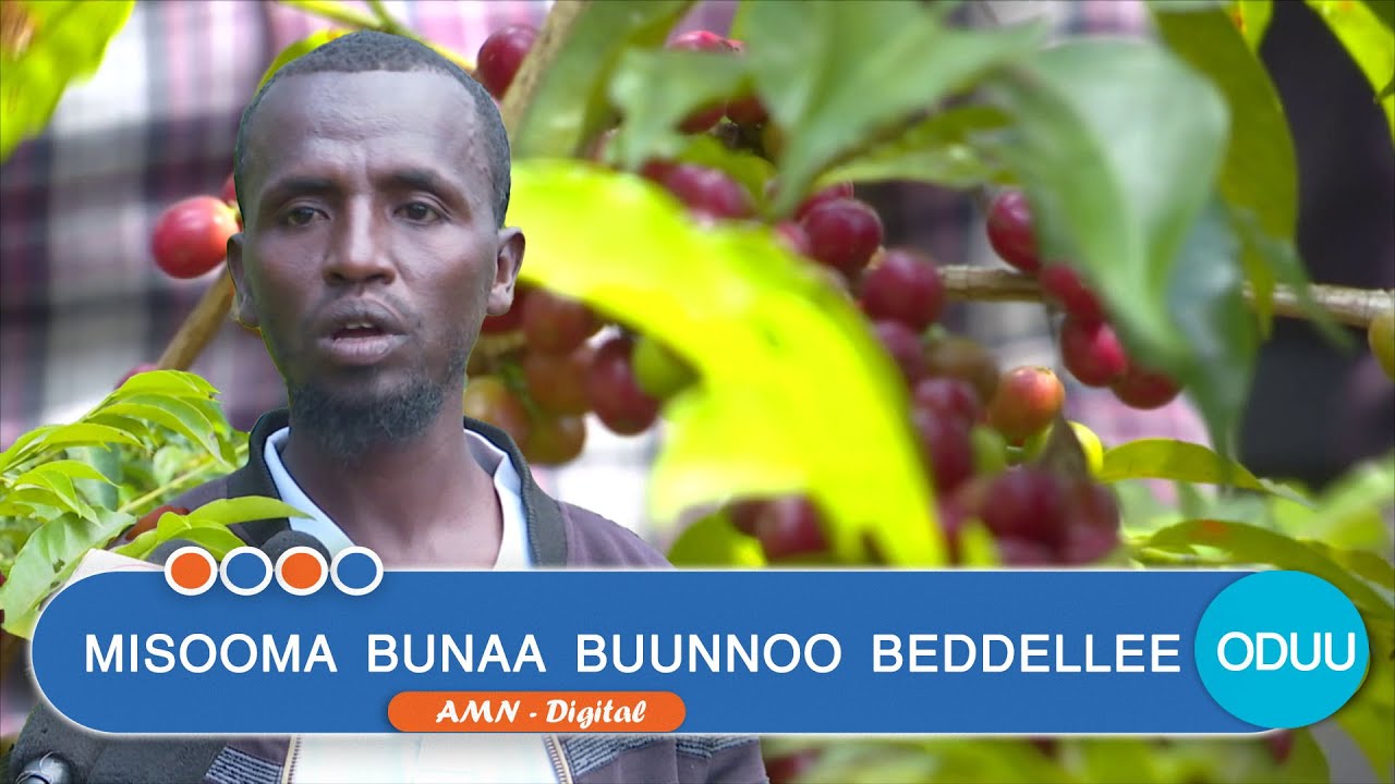 MISOOMA BUNAA BUUNNOO BEDDELLEE