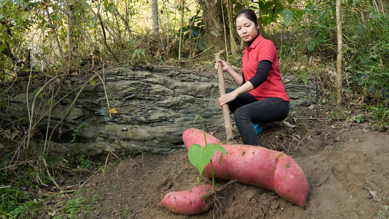 Harvesting Purple Sweet Potato Garden & Goes to Market Sell | Tan Daily Life