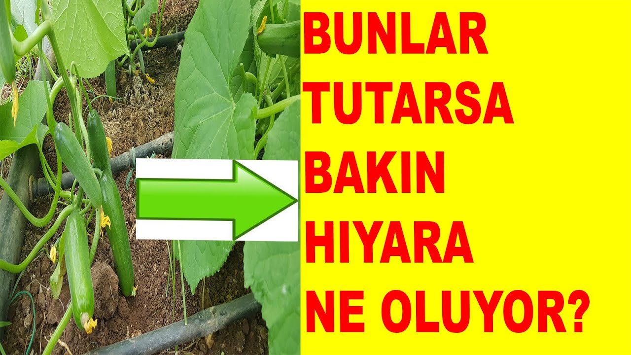 PARA KAZANACAKSANIZ BUNU HIYARINIZA YAPMAYIN! #hıyar