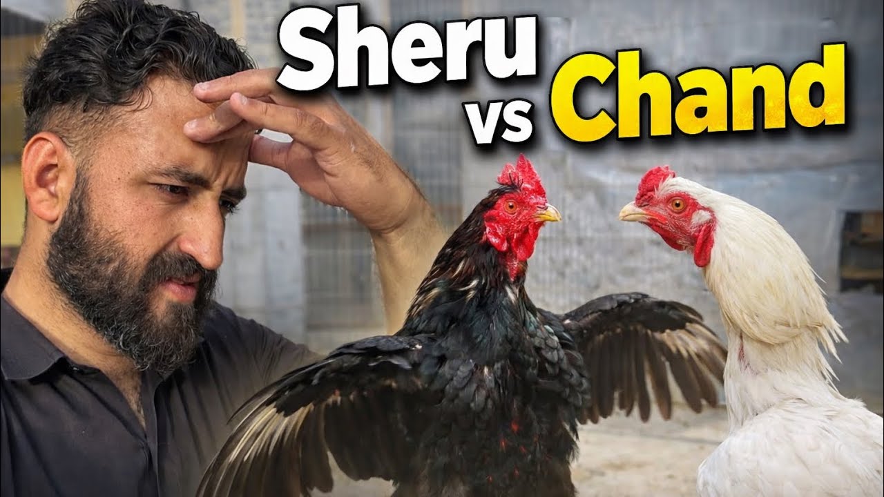 Sheru vs Chand – Aaj Bara Jhagra Ho Gaya 😱
