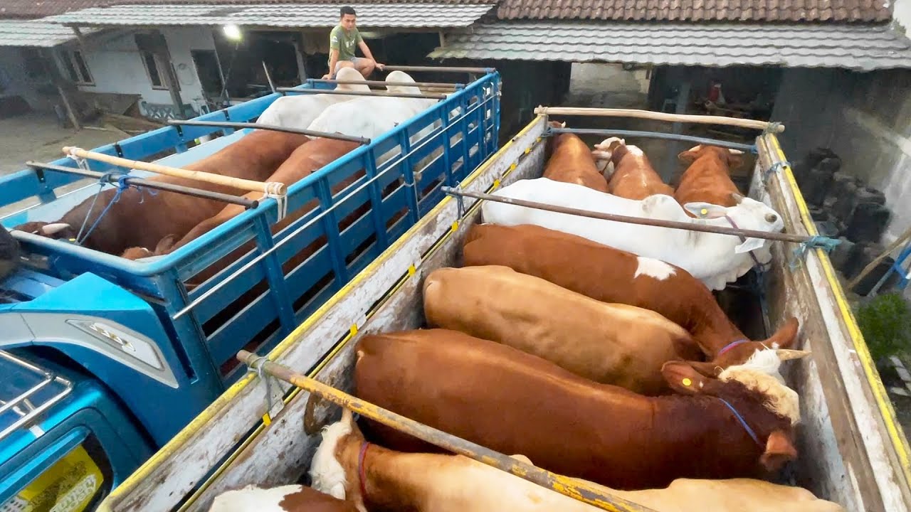 TIBA SAATNYA !! 4 SAPI JUMBO & 9 SAPI BAKALAN PAMIT DARI SETIA FARM
