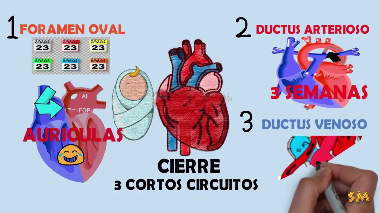 Recien nacido-ADAPTACIÓN FISIOLÓGICA.