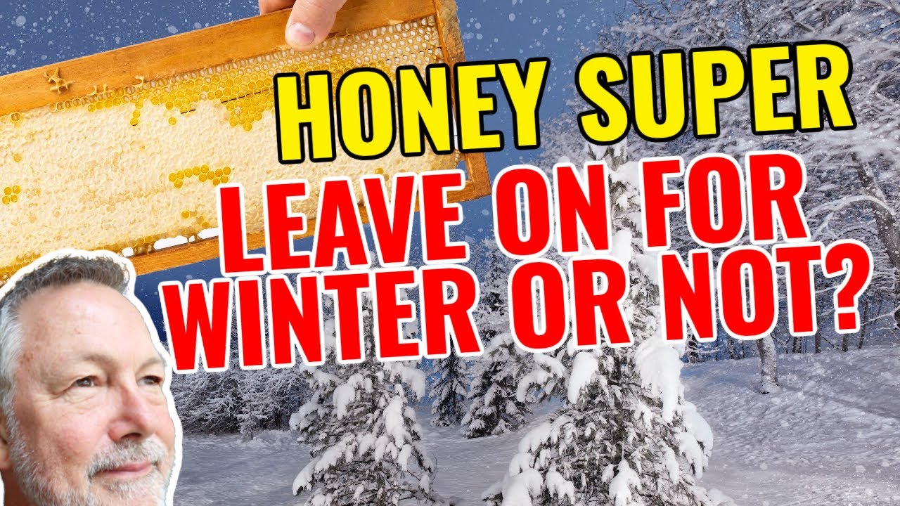 Beekeeping | Should You Leave A Honey Super On For Winter?