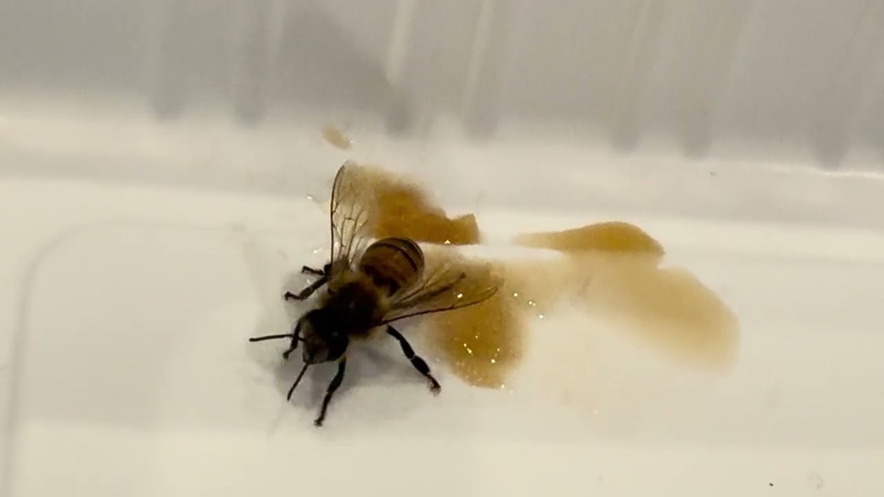 A Bee was Rescued After California Winter Rain 