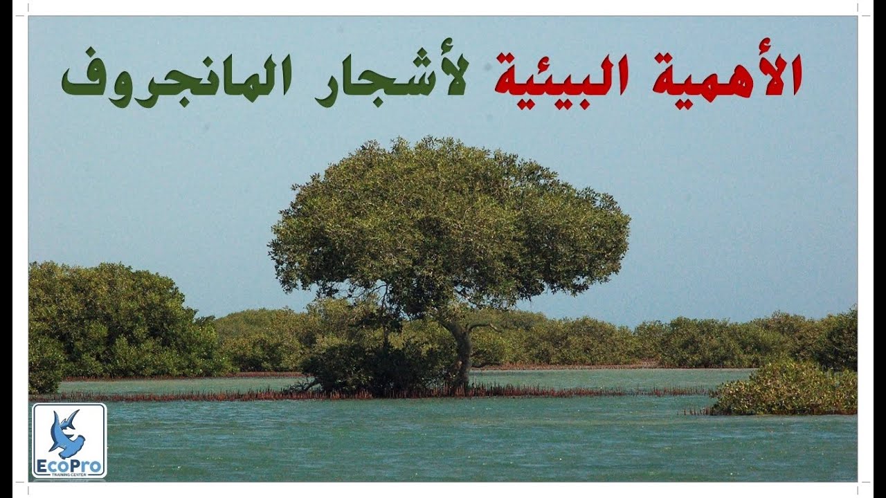 الأهمية البيئية لأشجار المانجروف