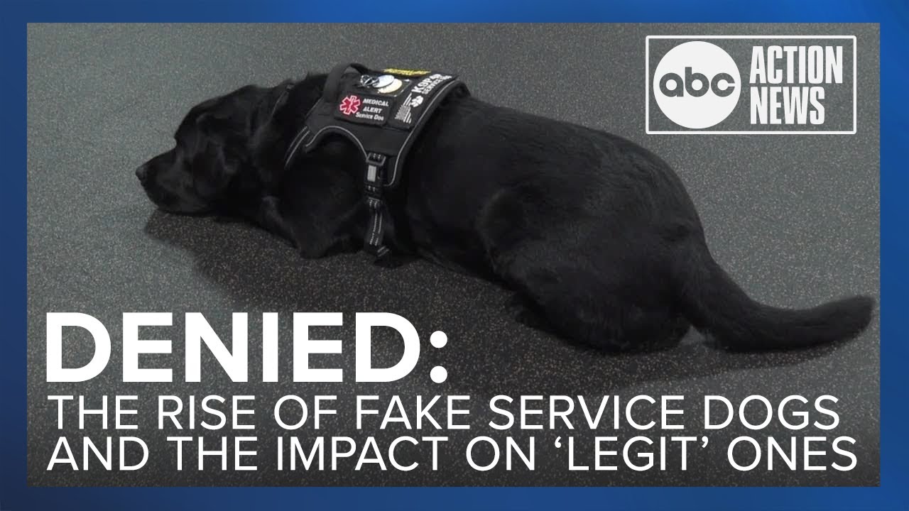 Denied: the rise of fake service dogs and the harm it's doing to those that are 'legit'
