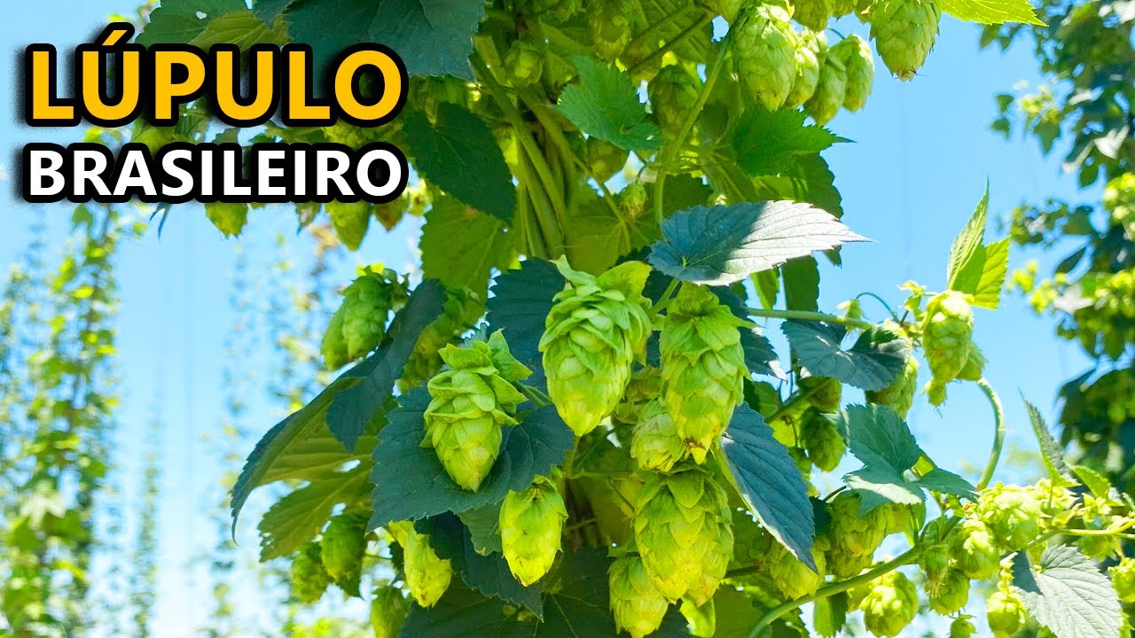 Lúpulo Brasileiro - Brava Terra