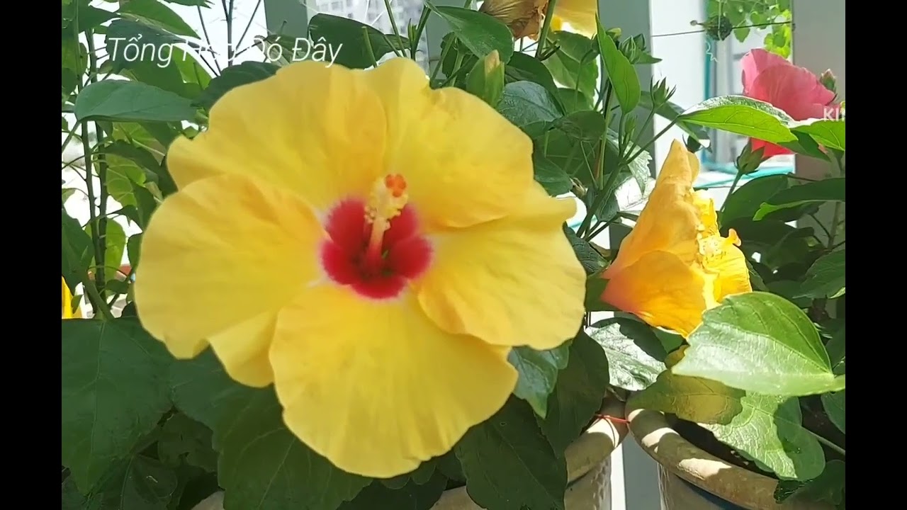 Chim Sáo Gọi Bạn !
