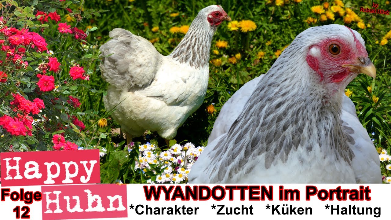 E12 Wyandotten Hühner im Rasseportrait - HAPPY HUHN - Zwerg-Wyandotten - Zucht Geschichte, Farben