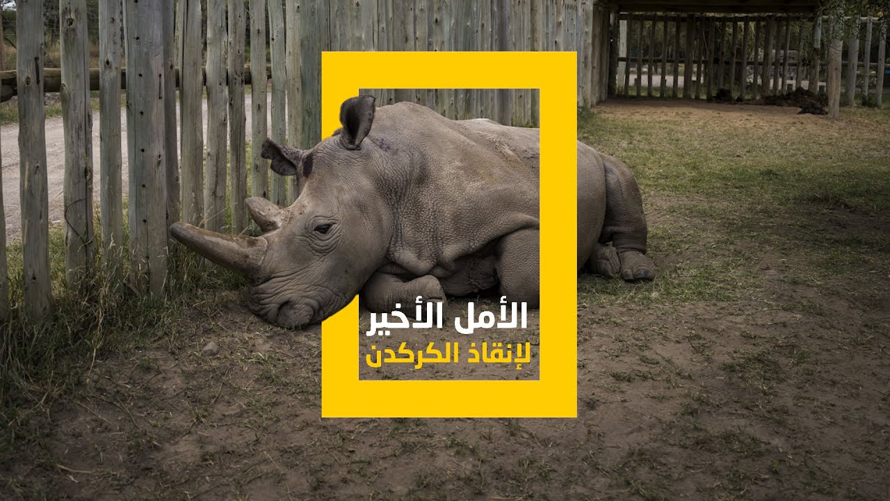 الأمل الأخير لإنقاذ الكركدن