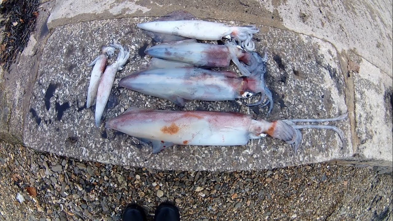 Поймайте, очистите, нафаршируйте и приготовьте кальмаров!