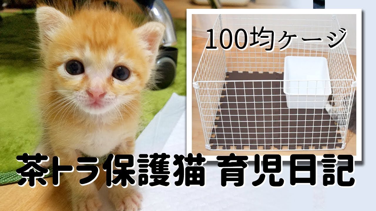茶トラ保護猫【ソラの育児日記#3】100均アイテムでケージをDIY