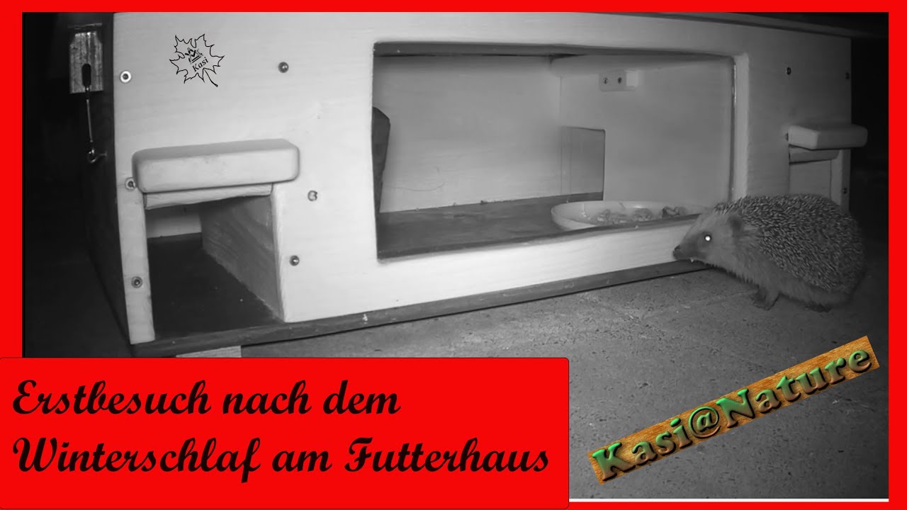 #Igel aufgestellte Rattenklappen am Igelfutterhaus #hedgehog  rat flaps at hedgehog feeding house