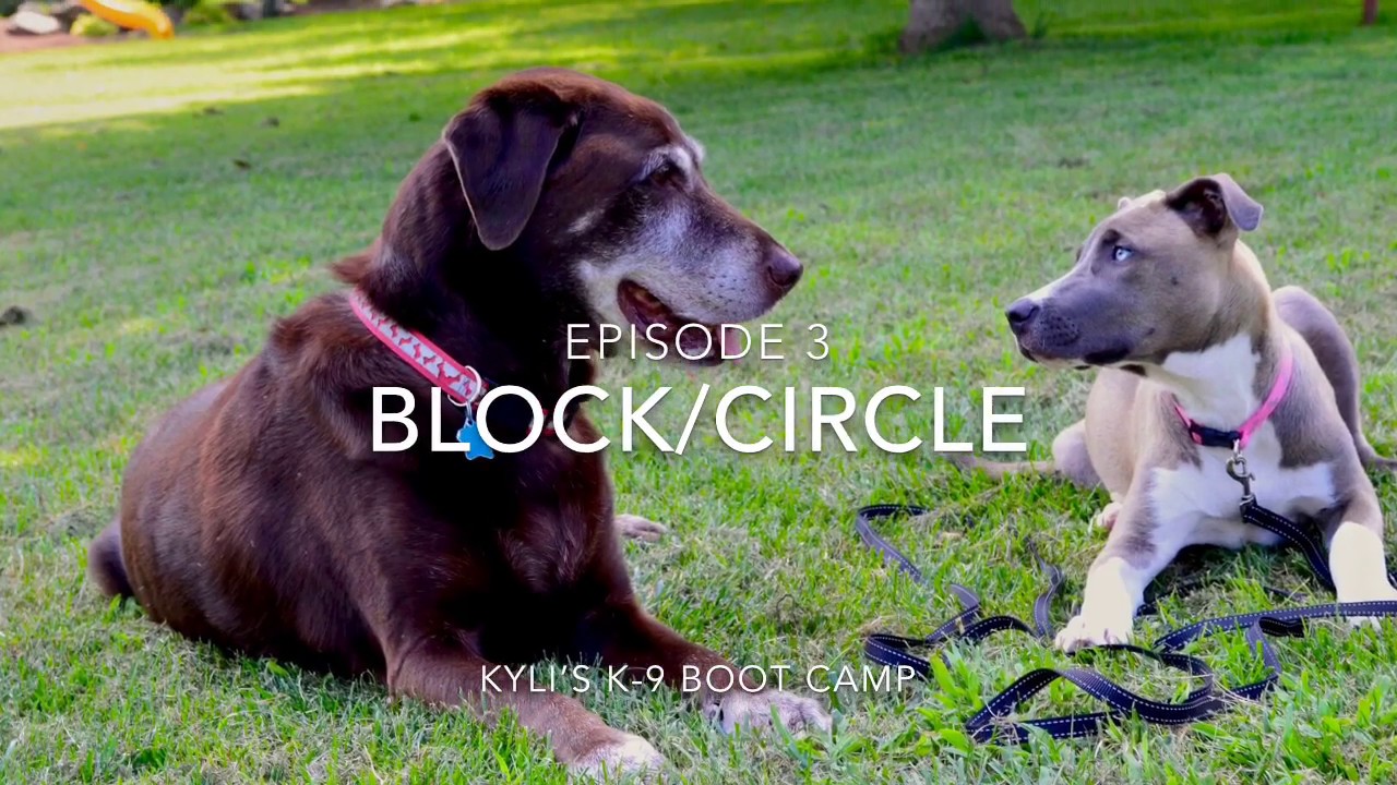 Teach Your Dog Block/Circle!