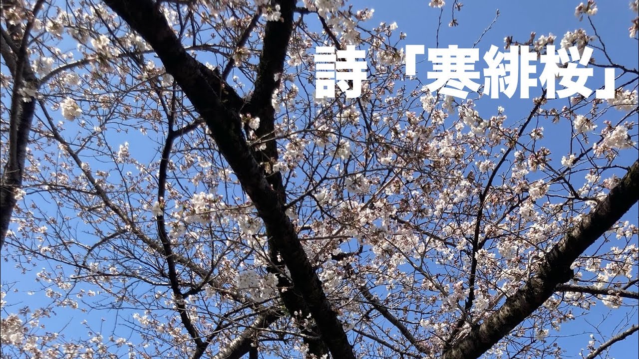 詩「寒緋桜」