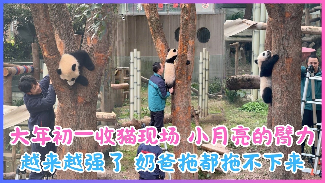 26.02.17💖大年初一收小月亮下班全程记录，最后我们小月亮是自己爬下树的，好棒的宝宝💖