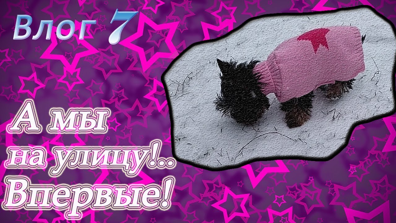 Первая прогулка йорка! Радость и страх одновременно...